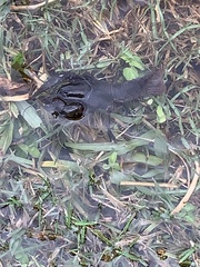 Creaserinus hedgpethi