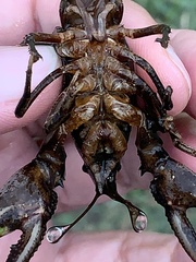 Creaserinus hedgpethi