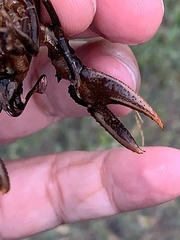 Creaserinus hedgpethi