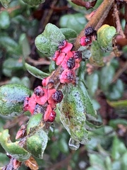 Disholcaspis prehensa