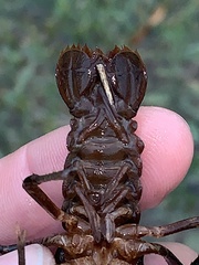 Creaserinus hedgpethi