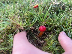 Hygrocybe splendidissima