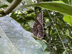 Morpho