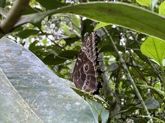 Morpho