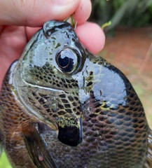 Lepomis macrochirus purpurascens
