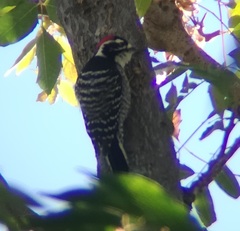 Dryobates nuttallii