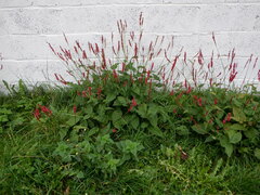 Bistorta amplexicaulis