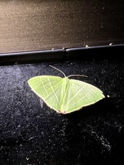 Urolitha bipunctifera