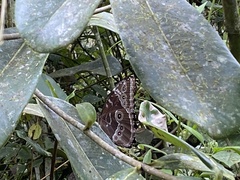 Morpho