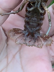 Creaserinus hedgpethi