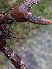 Creaserinus hedgpethi