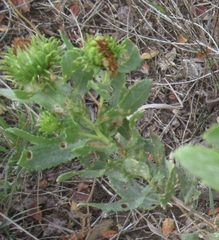 Grindelia nuda