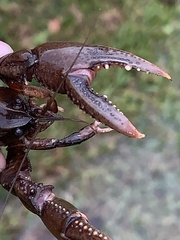 Creaserinus hedgpethi