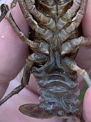 Creaserinus hedgpethi