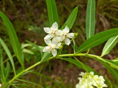 Gomphocarpus