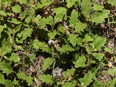 Solanum juvenale