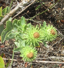 Grindelia nuda