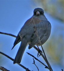 Junco hyemalis caniceps