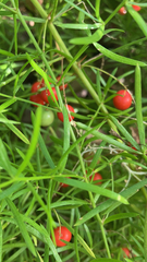 Asparagus aethiopicus