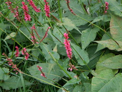 Bistorta amplexicaulis