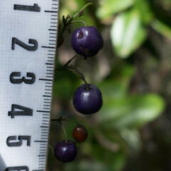 Dianella sandwicensis