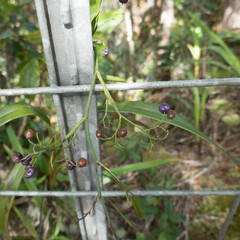 Dianella sandwicensis