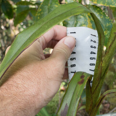 Dianella sandwicensis