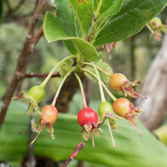 Vaccinium calycinum