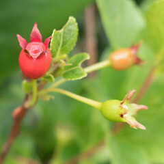 Vaccinium calycinum