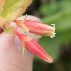 Vaccinium calycinum