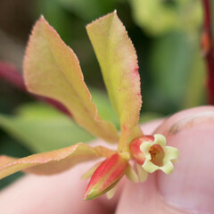 Vaccinium calycinum