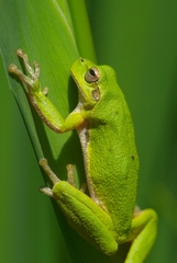 Hyla sarda