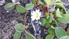 Cerastium alpinum