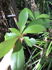 Melicytus macrophyllus