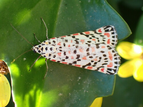 Utetheisa pulchella