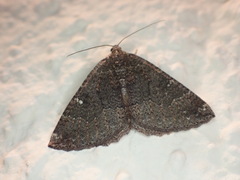 Larentia malvata