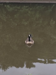 Branta canadensis