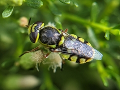 Hedriodiscus truquii