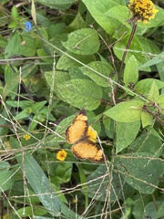 Tegosa