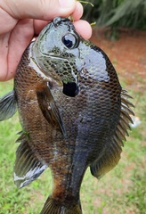 Lepomis macrochirus purpurascens