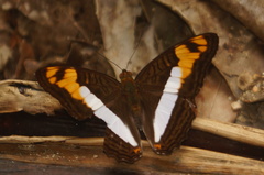 Adelpha phylaca