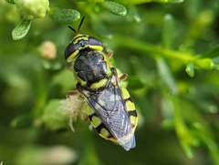 Hedriodiscus truquii