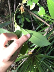 Melicytus macrophyllus