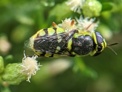 Hedriodiscus truquii