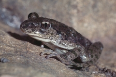 Pelodytes punctatus