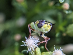Hedriodiscus truquii