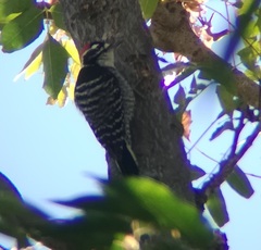 Dryobates nuttallii