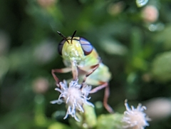 Hedriodiscus truquii