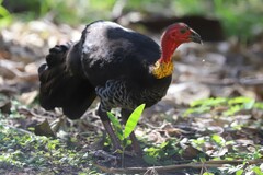 Alectura lathami lathami