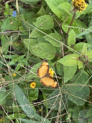 Tegosa